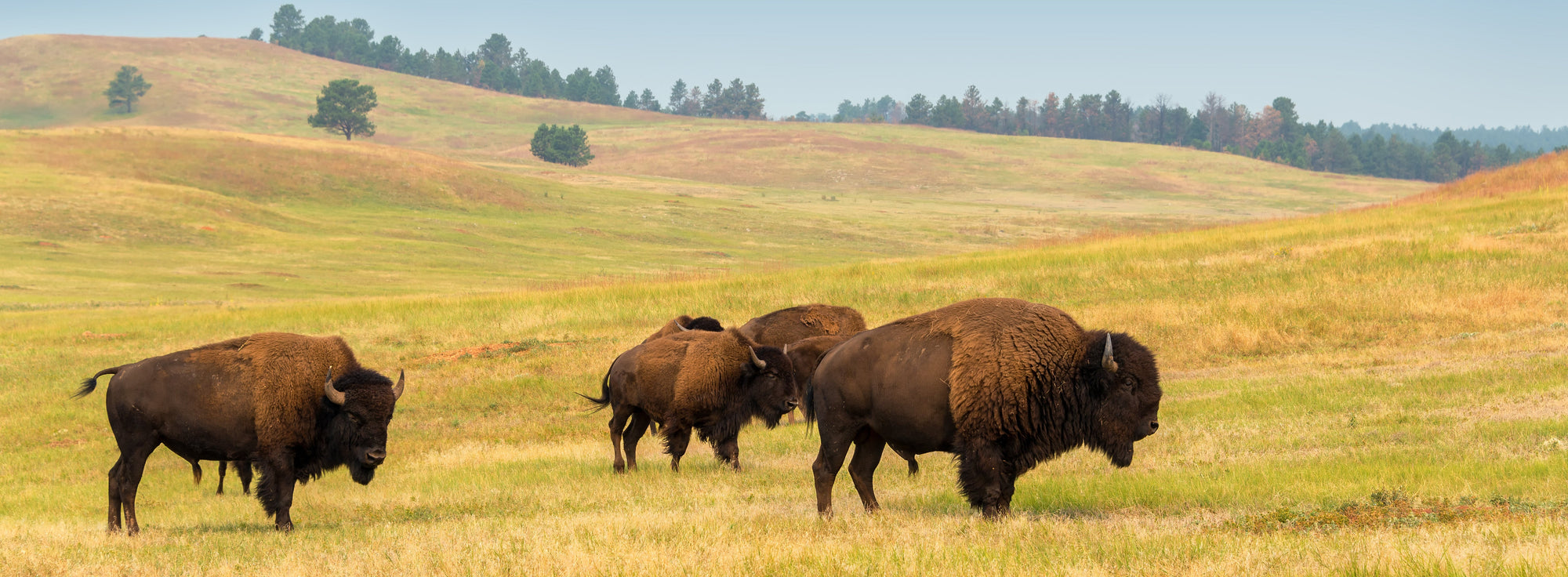 Our Mission | White Peak Bison | Parker, Co – White Peaks Bison