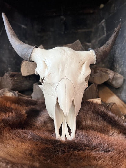 Bison Skull