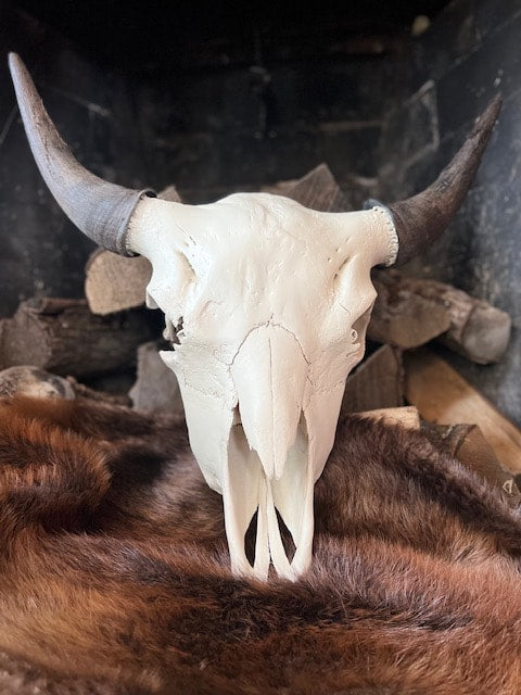 Bison Skull