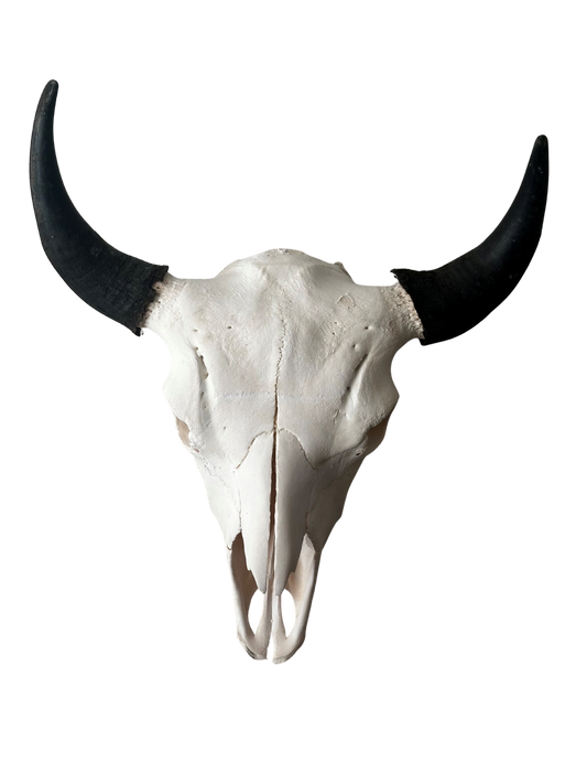 Bison Skull